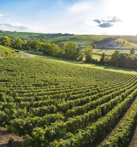 Vue plongeante sur les vignobles de Sancerre par un temps ensoleillé