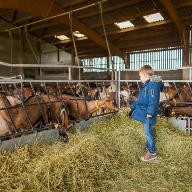 Jeune garçon donnant à manger aux chèvres