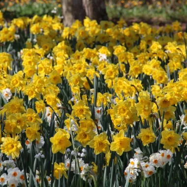 jonquilles en fleur