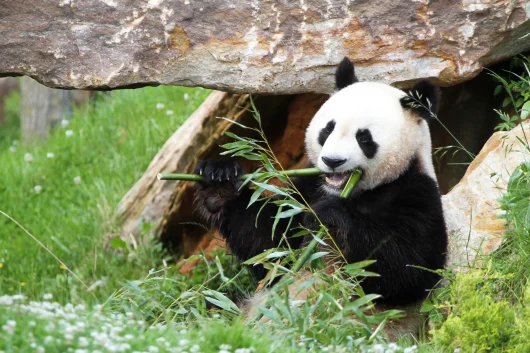 Les meilleurs parcs animaliers du Val de Loire pour les familles